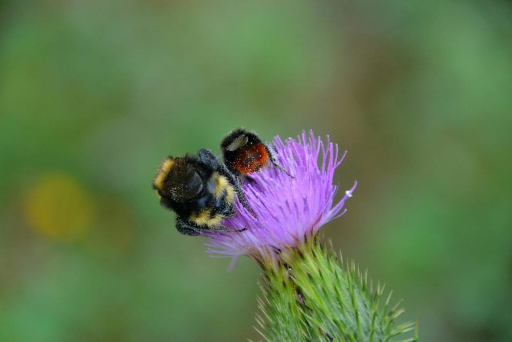 Attirer les pollinisateurs au jardin en juin 2026 : les plantes, le coin sauvage et les gestes qui font revenir abeilles et syrphes