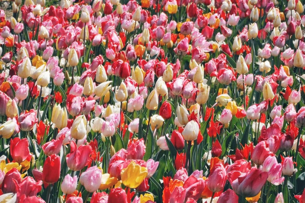 Planter les bulbes de printemps en septembre : le calendrier variété par variété, et l'erreur de profondeur qui empêche la floraison
