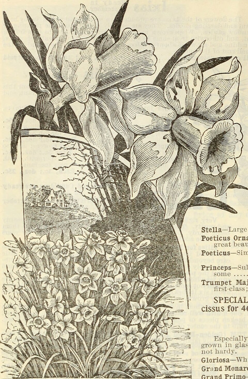 Planter des bulbes d'automne : tulipes, narcisses et jacinthes