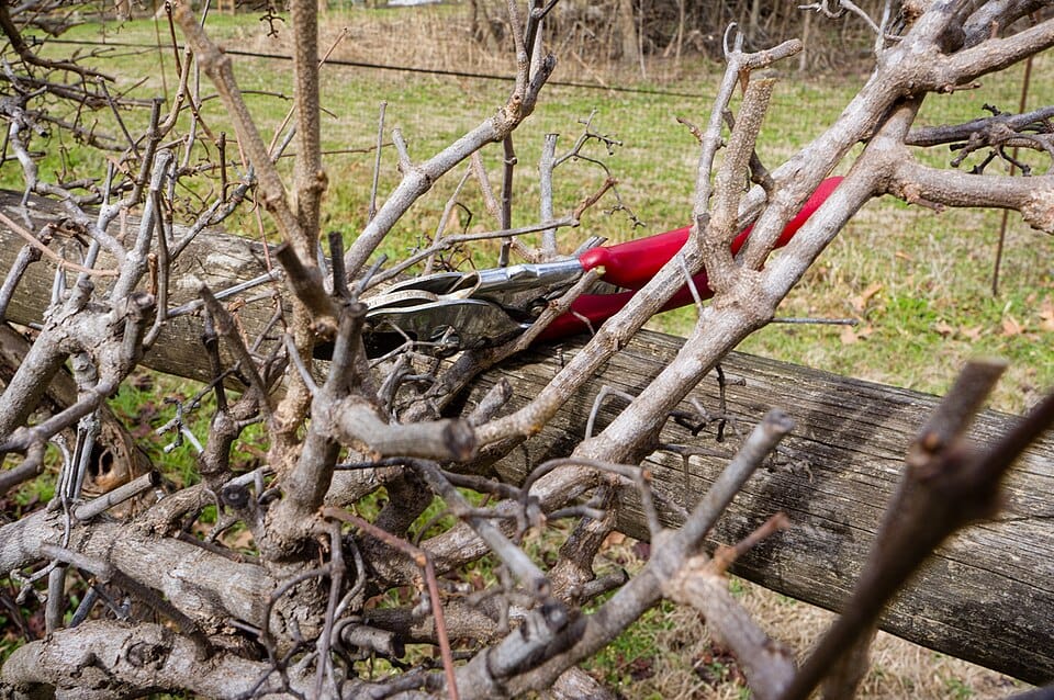 Tailler la vigne en hiver : guide complet pour une belle récolte