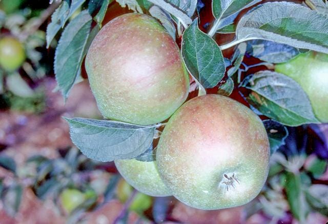 Protéger les agrumes en hiver : orangers, citronniers et mandariniers