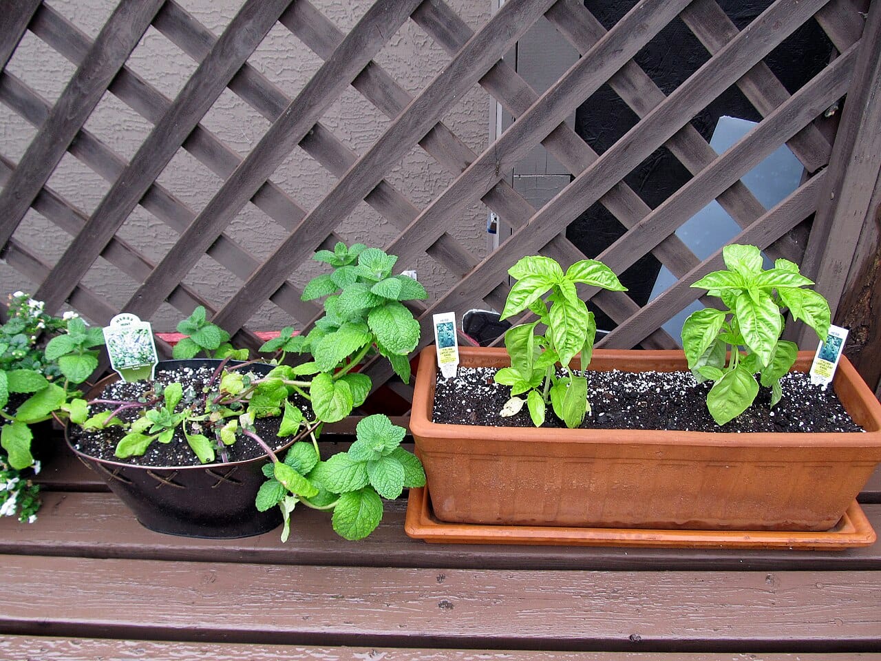 Aromatiques en pot sur le balcon en 2026 : basilic, thym, menthe — les erreurs qui les font crever en juillet