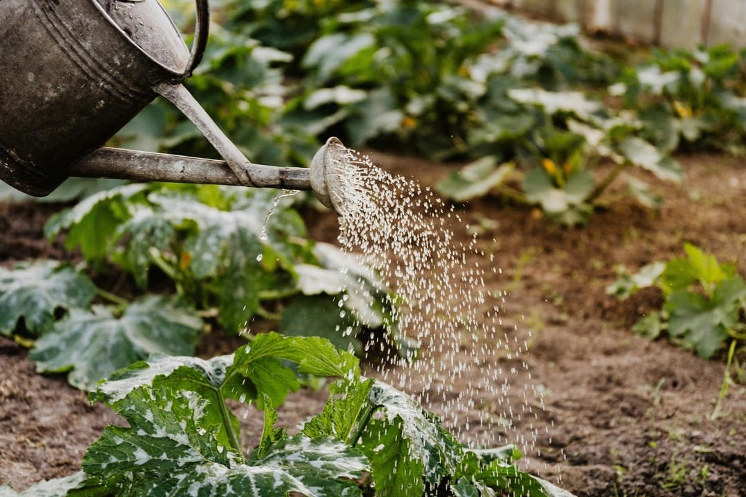 Arroser le jardin en juin 2026 sans gaspiller : paillage, récupérateur d'eau et les erreurs qui assoiffent vos plantes