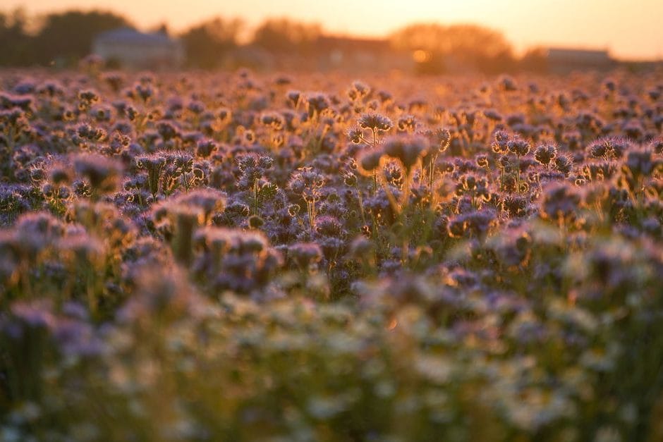 Engrais vert en août : la technique pour régénérer la terre du potager avant l'hiver