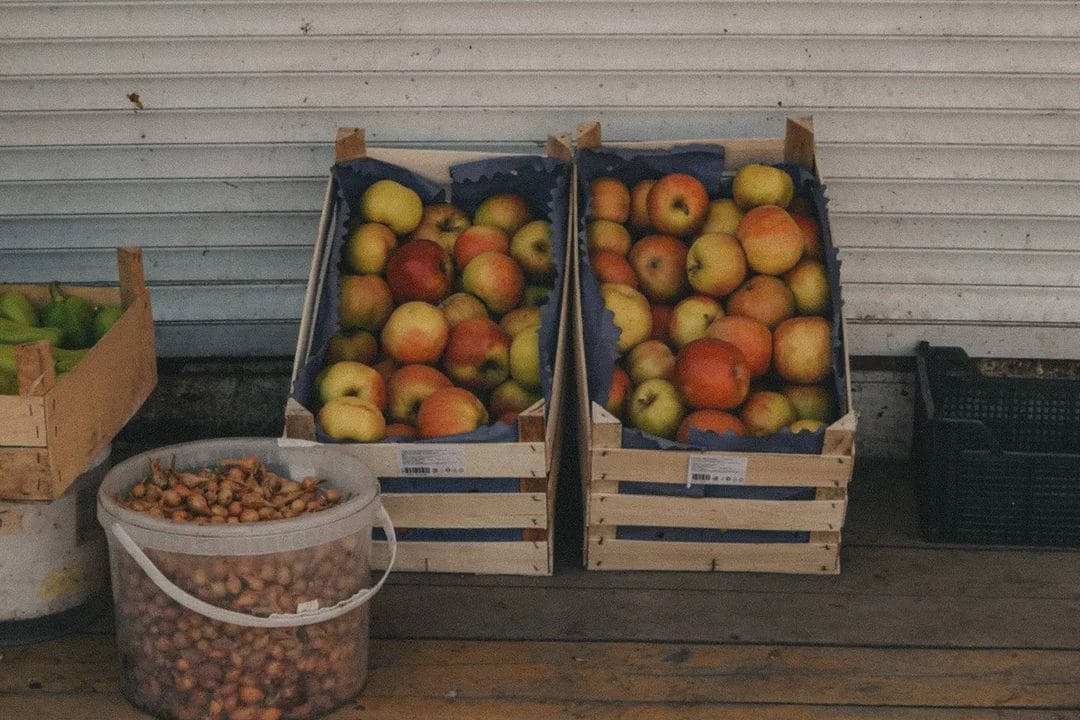 Récolter et conserver les pommes en septembre 2026 : le test de torsion qui indique le bon moment, et l'erreur de stockage qui fait pourrir toute la caisse