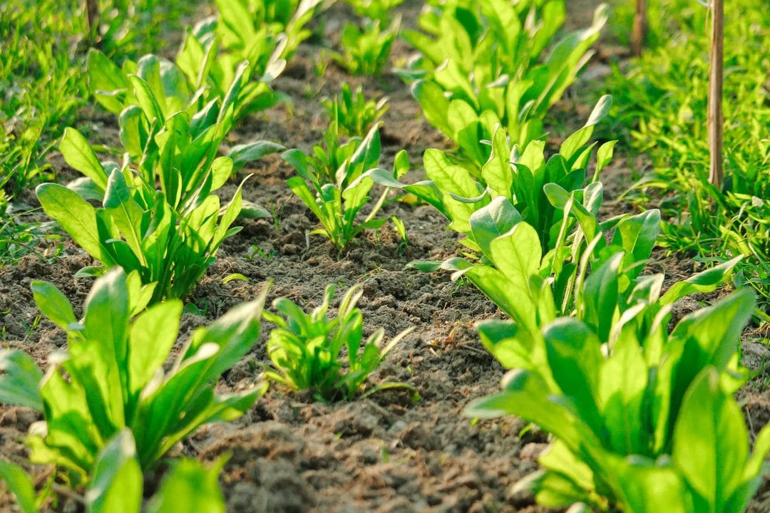 Semis d'août 2026 : les légumes d'hiver à mettre en terre maintenant pour récolter jusqu'en décembre