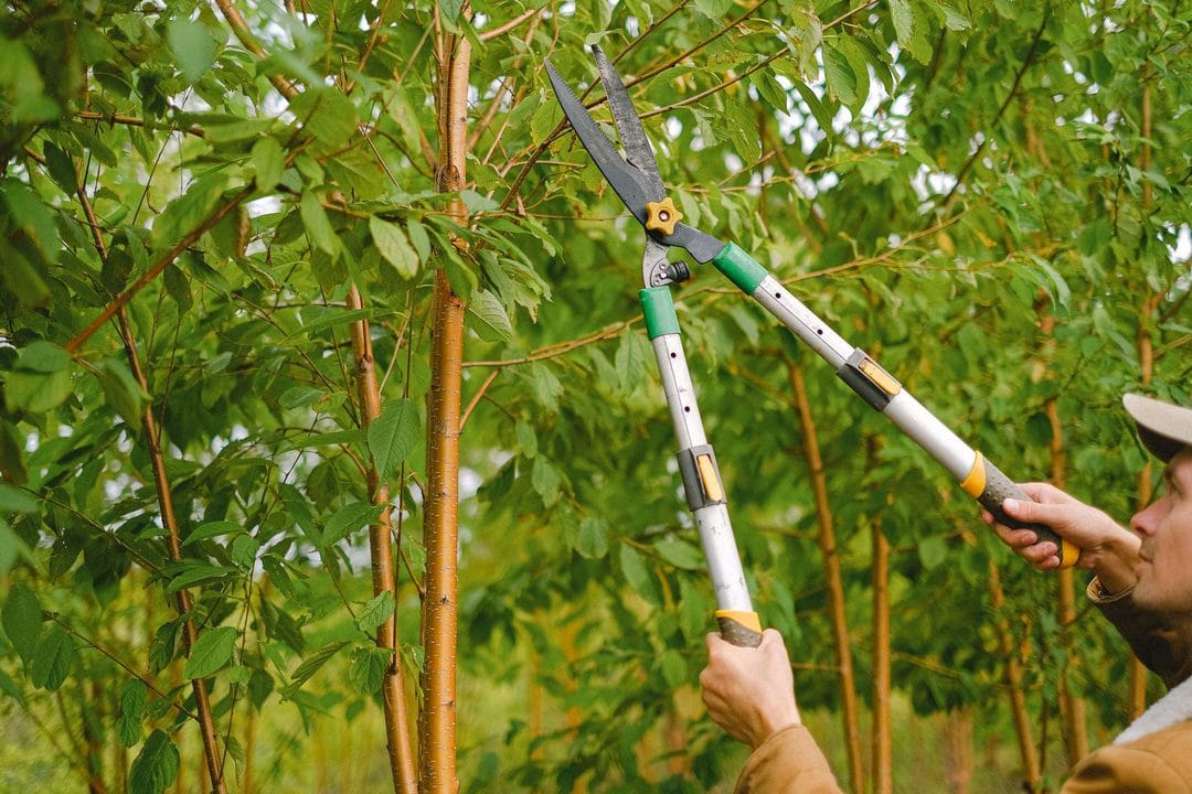 Taille d'été des arbres fruitiers à noyau : le geste d'août qui évite la gommose