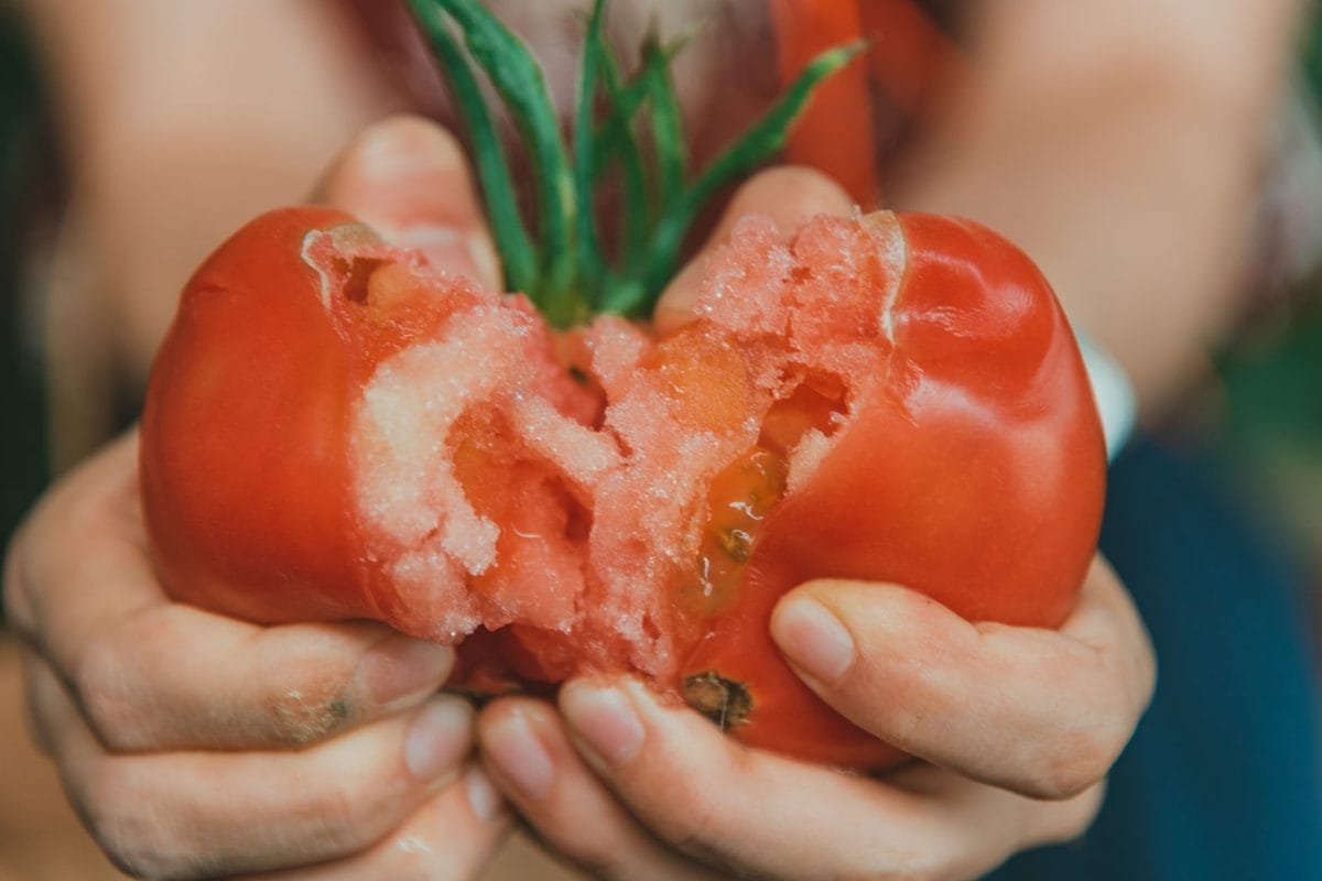 Tomates qui se fendent en août 2026 : pourquoi elles éclatent après la canicule, et le geste d'arrosage qui les protège