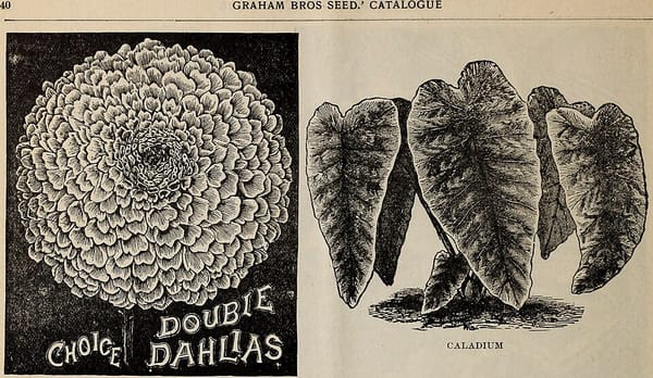 Semer les tomates en janvier : timing, conditions et variétés