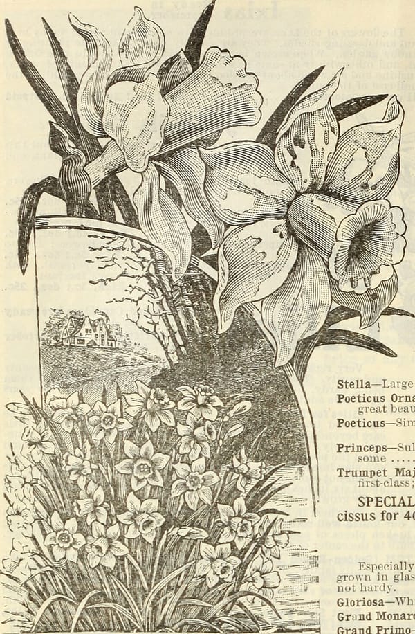 Planter des bulbes d'automne : tulipes, narcisses et jacinthes