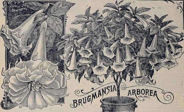 Les plantes d'hiver pour égayer balcons et terrasses