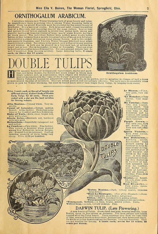 Planter des tulipes en novembre : il n'est pas trop tard !