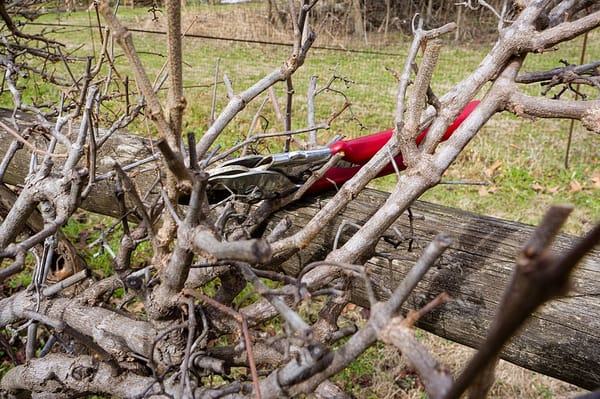 Tailler la vigne en hiver : guide complet pour une belle récolte