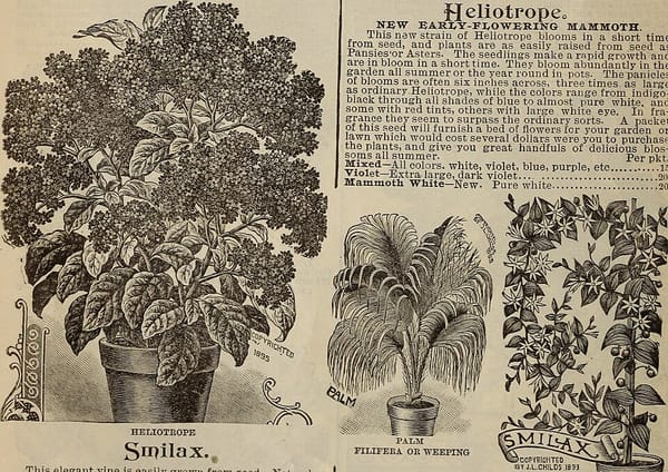 Les chrysanthèmes : plantation, entretien et association