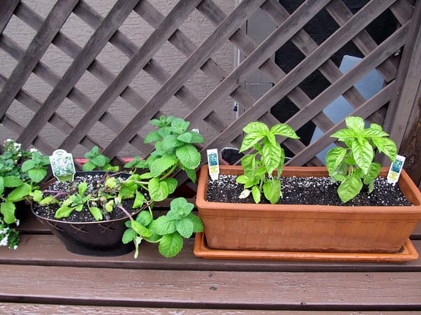 Aromatiques en pot sur le balcon en 2026 : basilic, thym, menthe — les erreurs qui les font crever en juillet