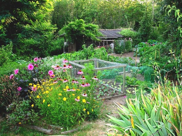 Permaculture en petit jardin urbain 2026 : la butte lasagne qui transforme 6 m² en potager nourricier