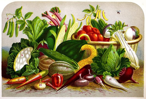 Cultiver les tomates au potager : variétés, plantation, tuteurage et calendrier d'arrosage pour une récolte généreuse