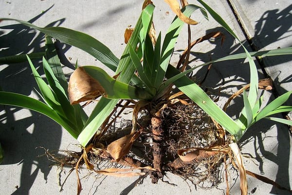 Diviser les iris après la floraison en juillet 2026 : le bon moment, la technique et l'erreur qui fait pourrir le rhizome