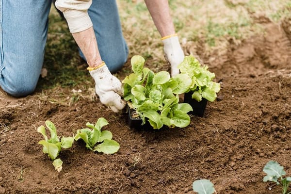 Semis d'automne : que semer au potager fin août pour récolter jusqu'en hiver