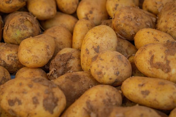 Récolter et conserver les pommes de terre en août 2026 : le bon moment, la bonne technique, et l'erreur qui fait pourrir la conservation