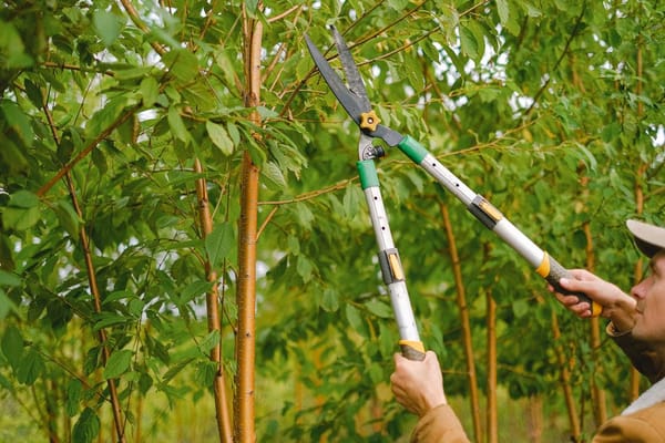 Taille d'été des arbres fruitiers à noyau : le geste d'août qui évite la gommose