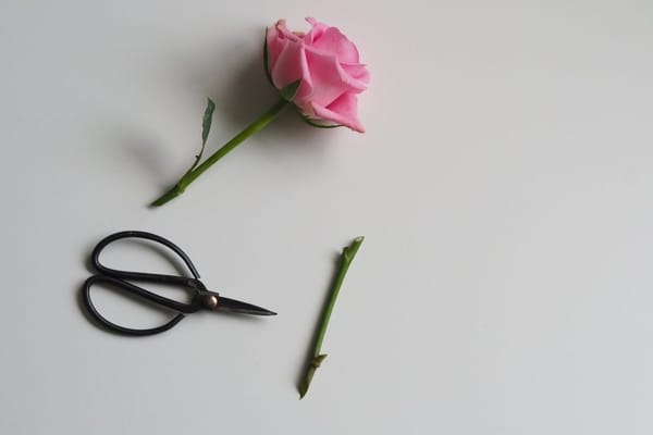 Bouturer les rosiers en septembre : la technique qui prend, et l'erreur de tuteurage qui fait pourrir la bouture