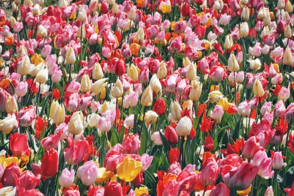 Planter les bulbes de printemps en septembre : le calendrier variété par variété, et l'erreur de profondeur qui empêche la floraison