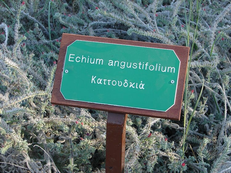 Cultiver ses aromatiques : thym, romarin, basilic et les autres