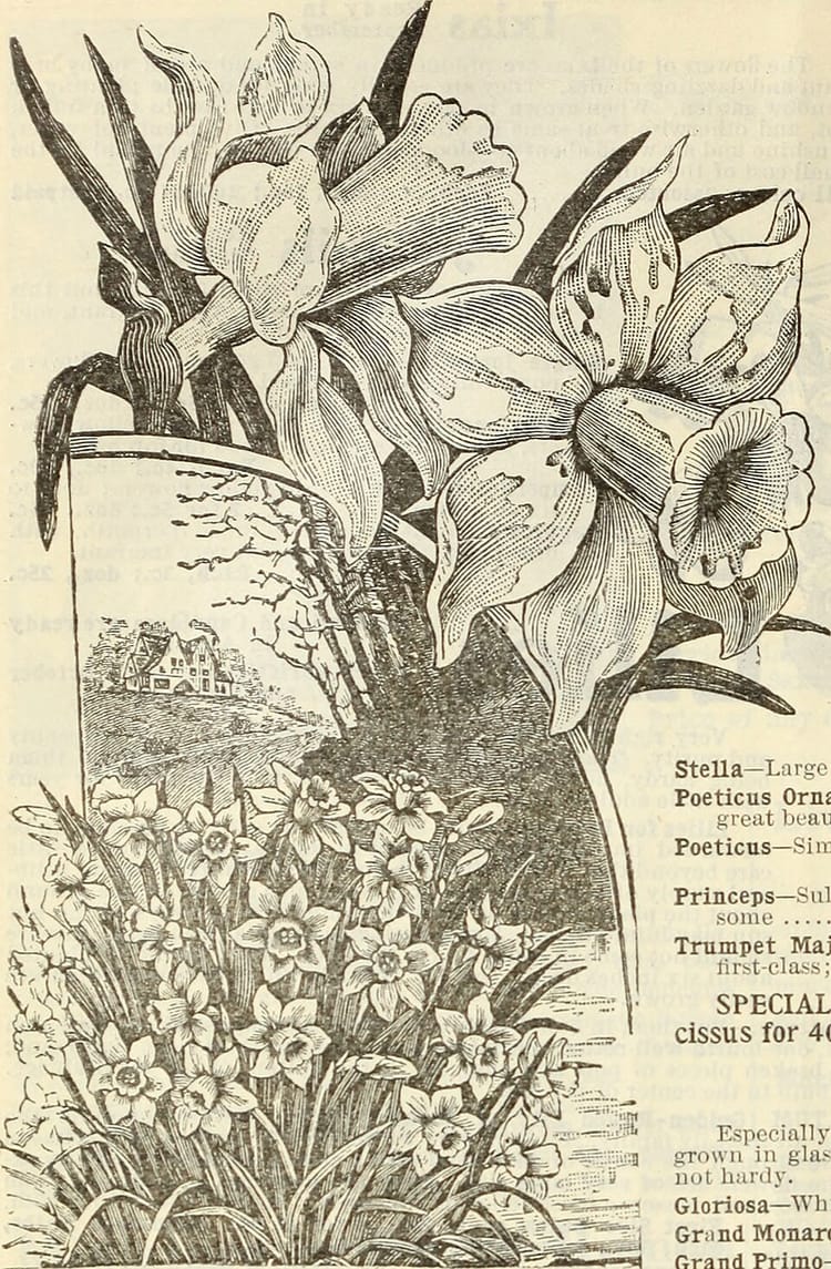 Planter des bulbes d'automne : tulipes, narcisses et jacinthes