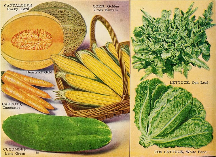 Semer poivrons et aubergines en février : conditions et variétés