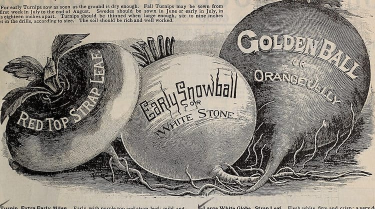 Les herbes aromatiques indispensables du potager : cultiver et utiliser