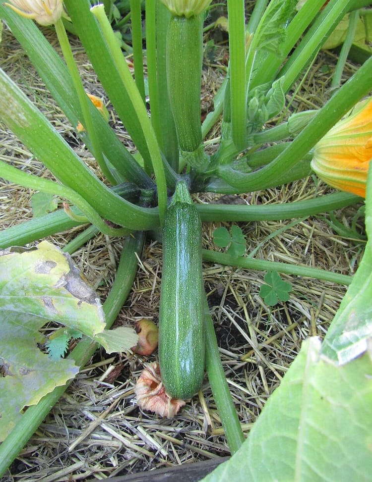 Semer courgettes et concombres en intérieur : timing et technique