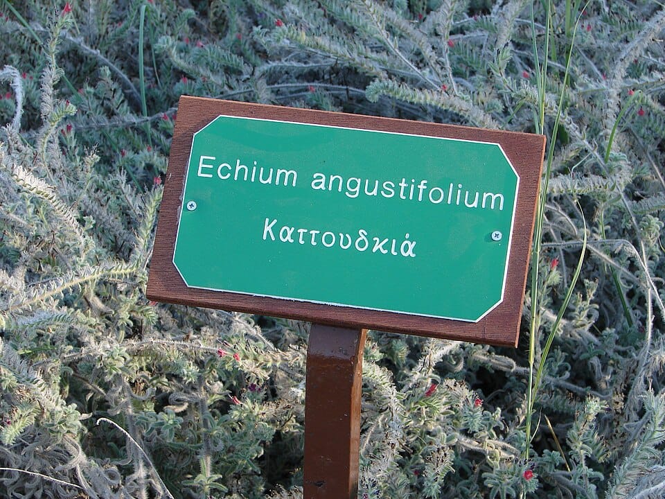 Cultiver ses aromatiques : thym, romarin, basilic et les autres