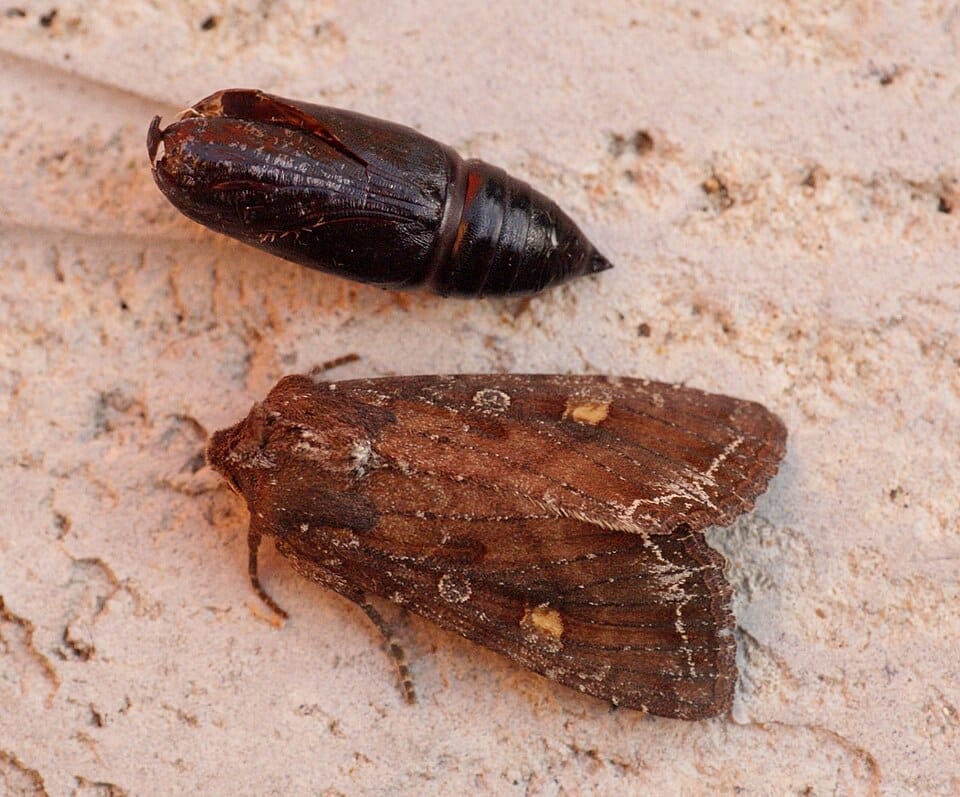 Entretien du jardin en mars : le guide complet des travaux