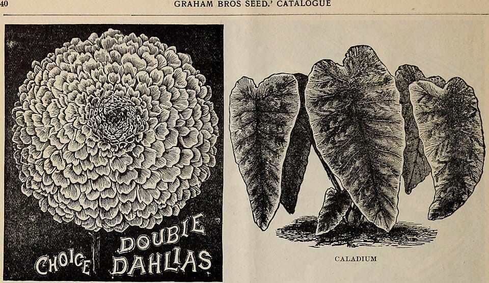 Semer les tomates en janvier : timing, conditions et variétés