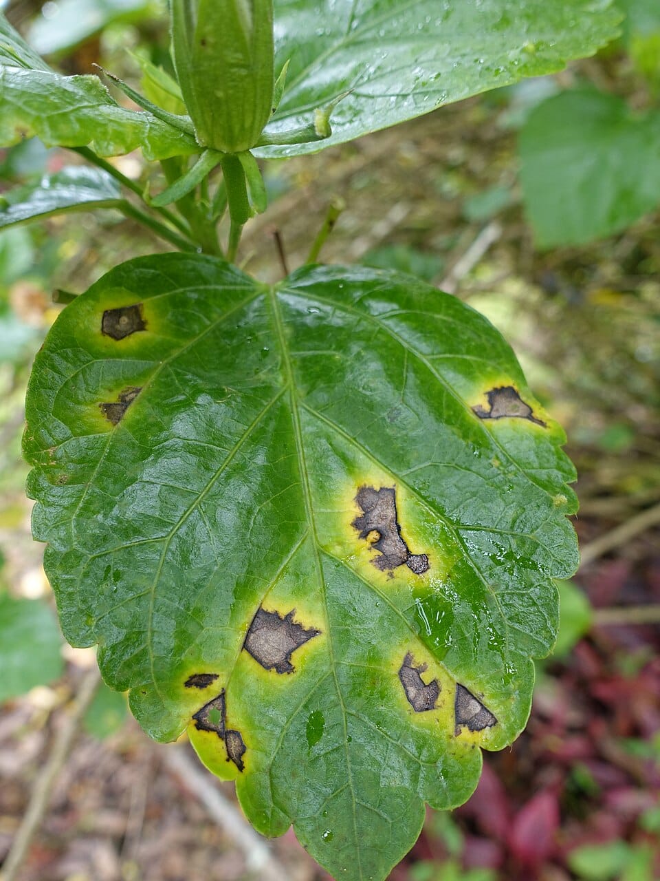 Reconnaître et traiter les maladies des plantes du jardin