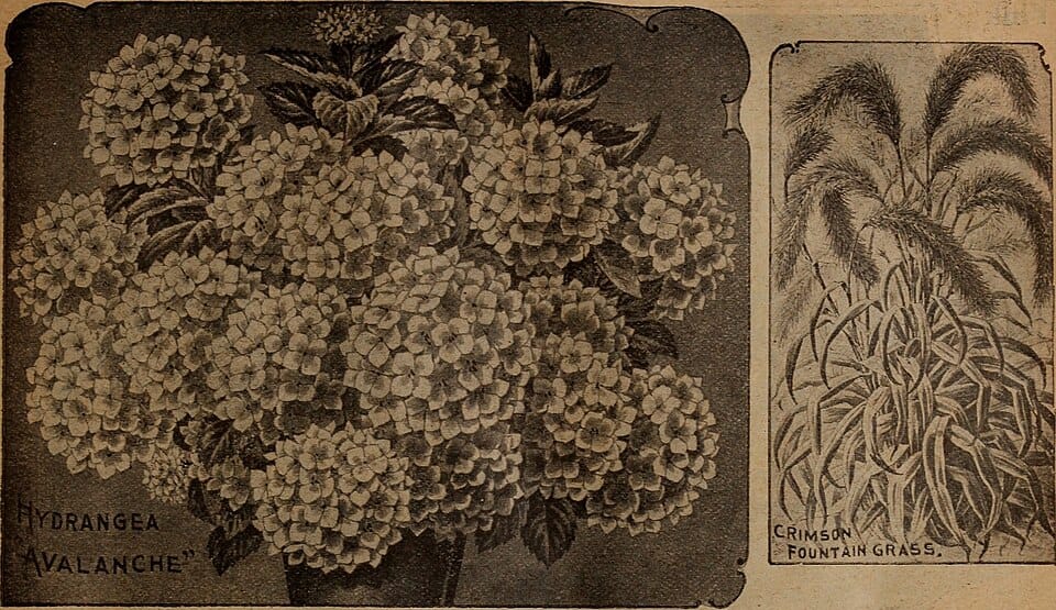 Comment pailler son jardin correctement : types et techniques