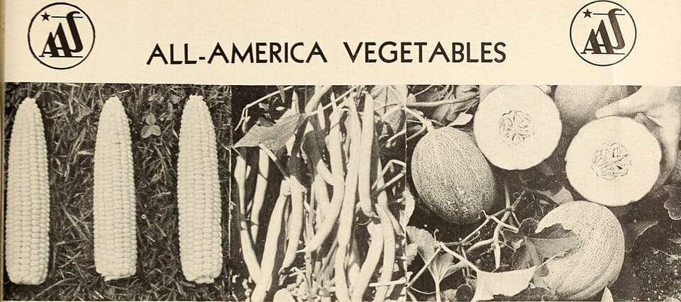 Les tomates cerises : meilleures variétés et conseils de culture