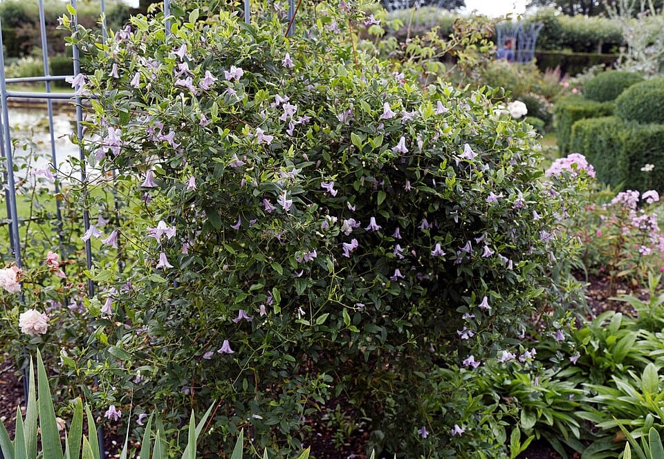 Tailler les clématites : guide selon les groupes de floraison