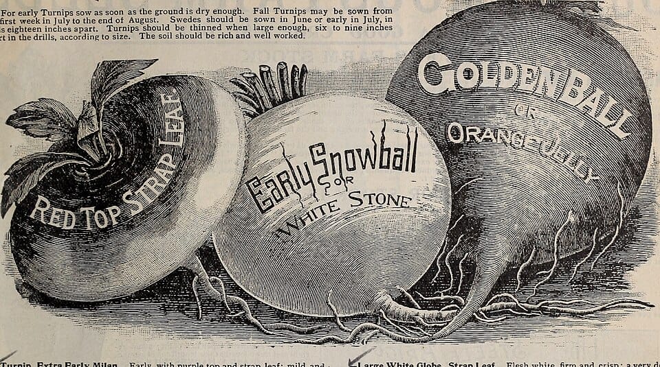 Les herbes aromatiques indispensables du potager : cultiver et utiliser