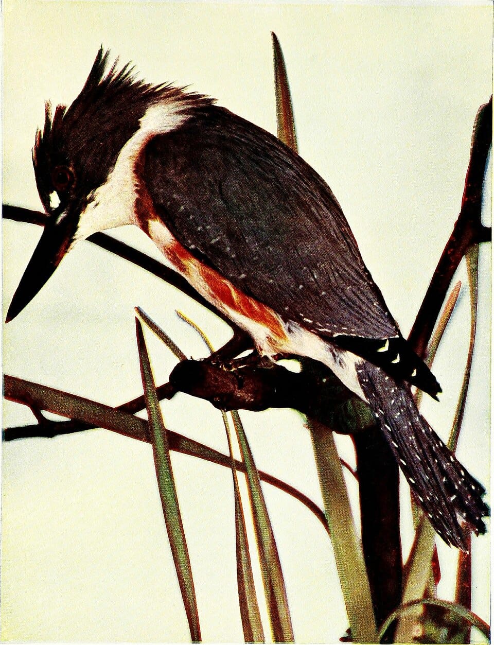 Entretien du bassin de jardin pour l'hiver : les bons gestes