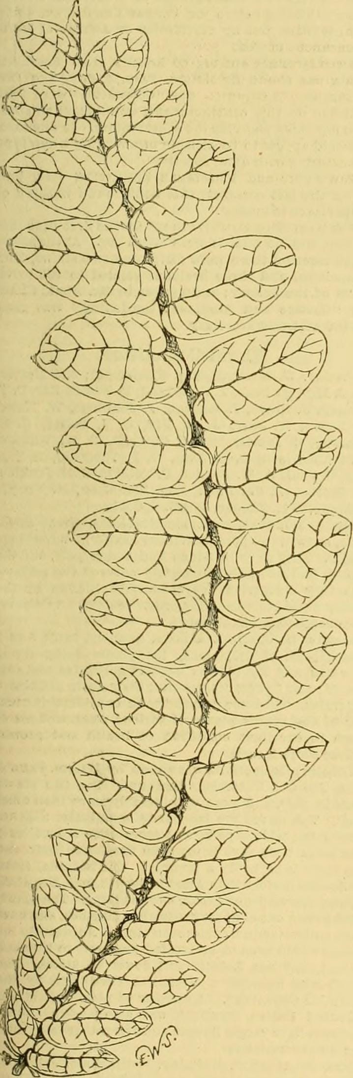 Préparer la terre pour les semis de printemps : guide pratique